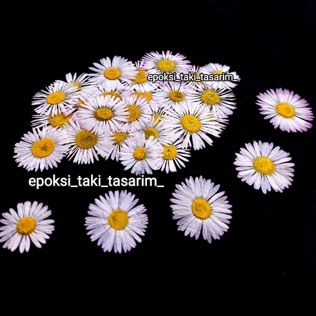 Kır Papatyası (Kurutulmuş Çiçek)