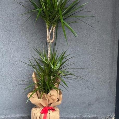 3 lü margeneta