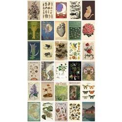 Vintage Botanical 30'lu Duvar Posteri Seti Oda Dekoru Vintage Botanical Poster Seti