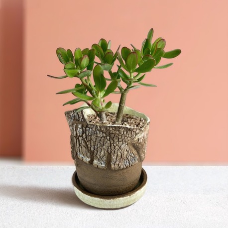 Stoneware Saksı & Tabak Seti (Özel Seri)