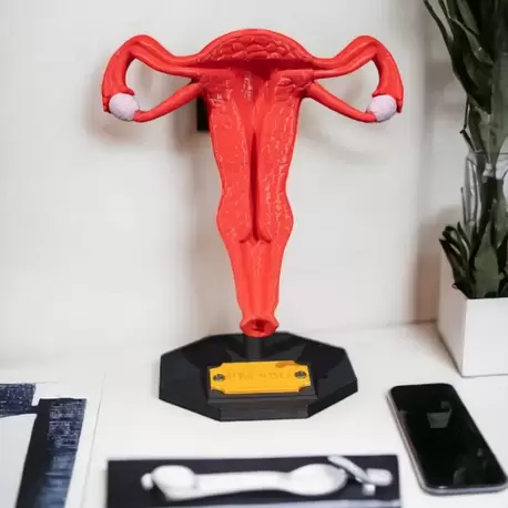 Kadın Üreme Sistemi Modeli