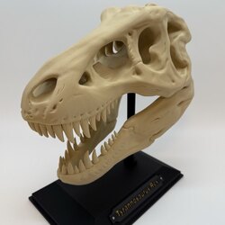 T-Rex Kafatası
