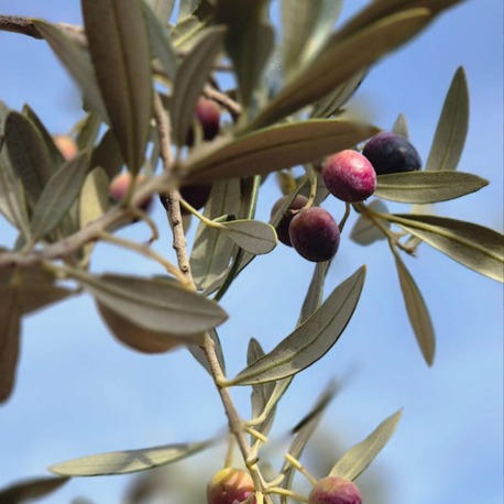 100gr Zeytin Yaprağı (Taze Toplanır)