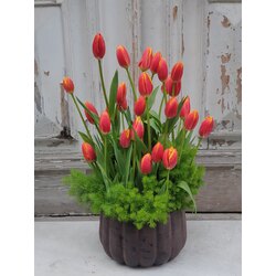 Vip Orange Tulip