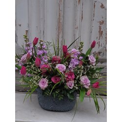 Fuchsia Tulip