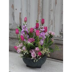 Pink Tulip