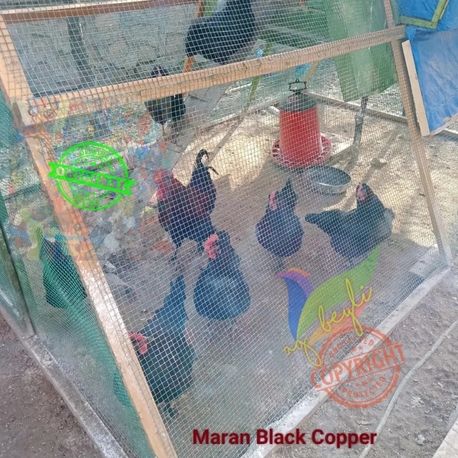 Marans Black Cooper