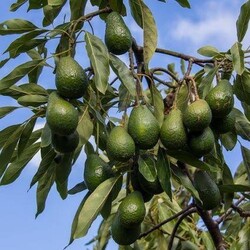 avakado