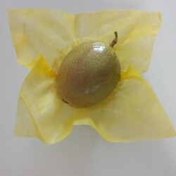 Pasiflora 