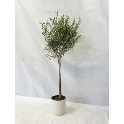4 Yaş Zeytin Ağacı 160 cm