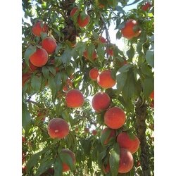 Kayısı Ağacı Şekerpare (160 cm ve üzeri)