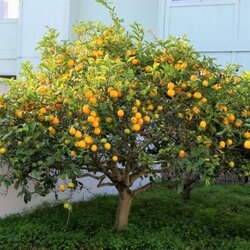 Yediveren Limon Ağacı (160 cm ve üzeri)