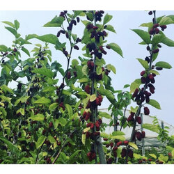 Avustralya Karadut Ağacı aşılı ve yediveren 
