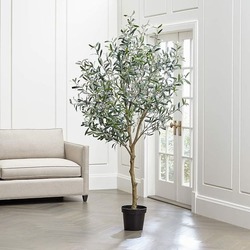 5 Yaş Zeytin Ağacı Saksılı 180 cm 
