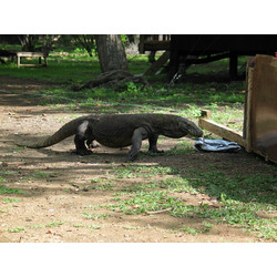 Komodo Ejderi