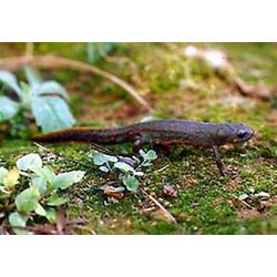 Aksolotl