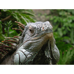 Yeşil İguana