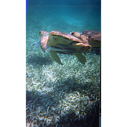 Caretta Caretta