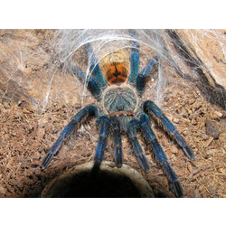 Tarantula Örümceği