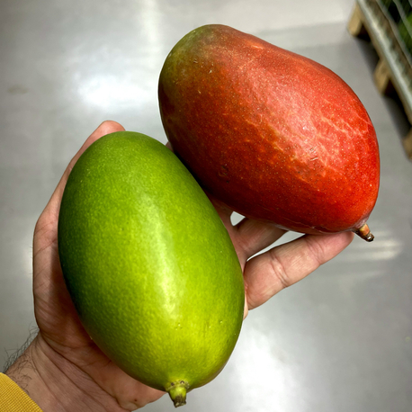 Mango 