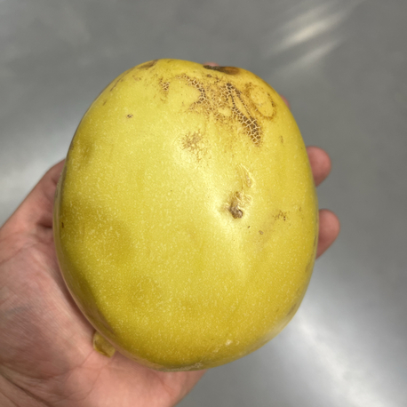 Pepino 