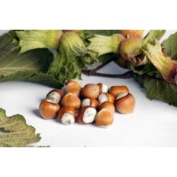 3 yaş Fındık Fidanı (Torbalı)