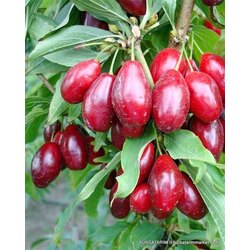 2 Yaş Kızılcık Fidanı (Aşılı)