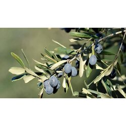 3 Yaş Zeytin Fidanı (Gemlik) 