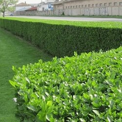 Kurtbağrı (ligustrum) Fidanı