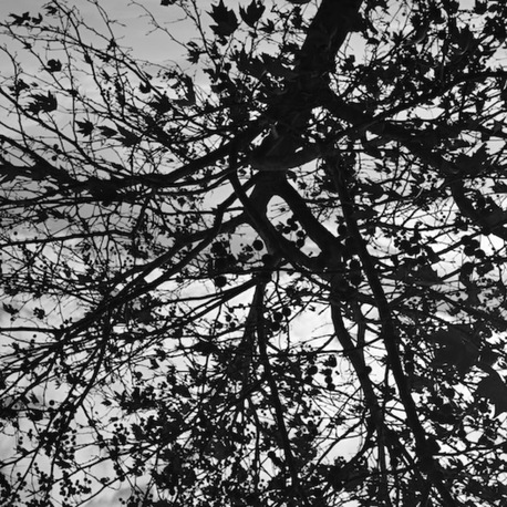 The Shadow of Tree