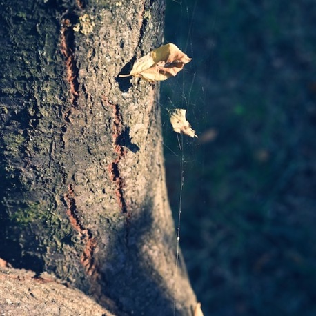 Tree Stool