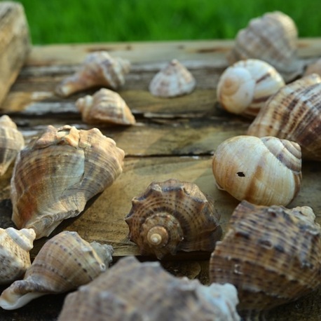 Sea Shells