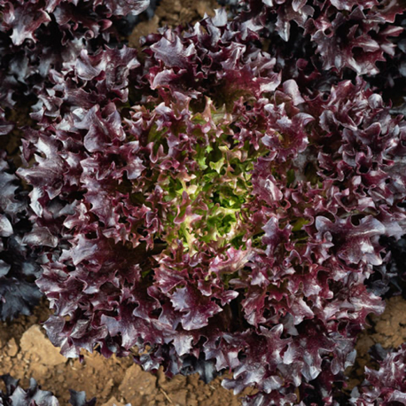Ezflor Kıvırcık Marul Fidesi 3 Adet