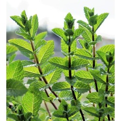 Nane (Aromatik) Fidesi (Mentha piperita) 3 Adet