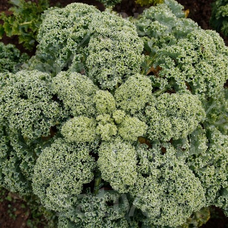 Westlandse Winter Kale Fidesi 3 Adet