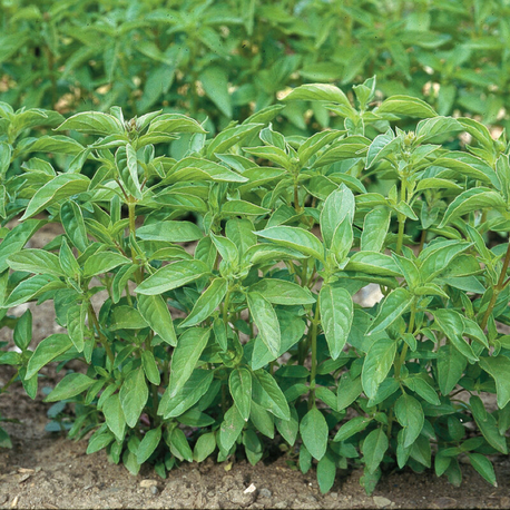 Lime Fesleğen Fidesi 3 Adet