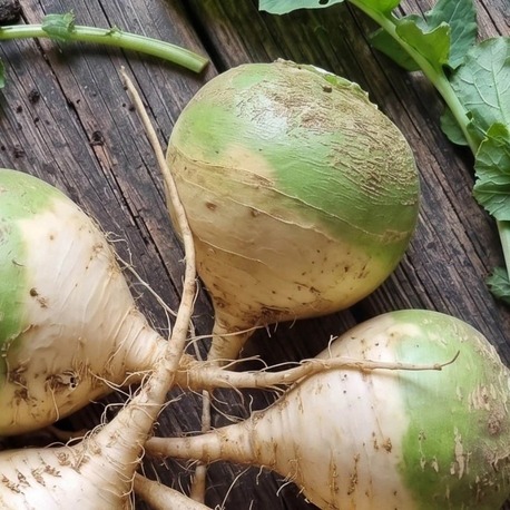 Wilhelmsburger Şalgam Fidesi 6 Adet