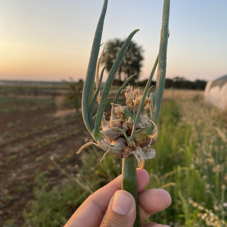 Yürüyen Soğan (Egyptian Walking Onion) Fidesi 6 Adet