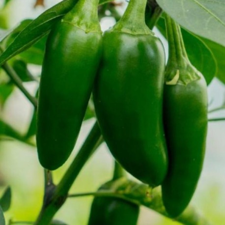 Jalapeno M Biber Fidesi 3 Adet