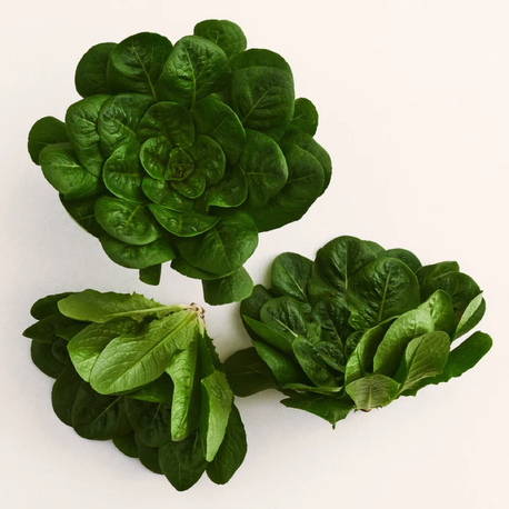 Spinach Kıvırcık Marul Fidesi