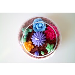 Sukulent Mum(Rainbow)