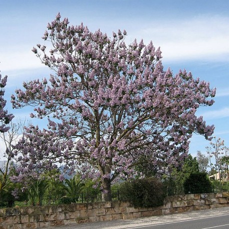 60 Adet-Paulownia tomentosa tohumu (Beyaz), Dünyanın en hızlı büyüyen ağacı, tez ağaç