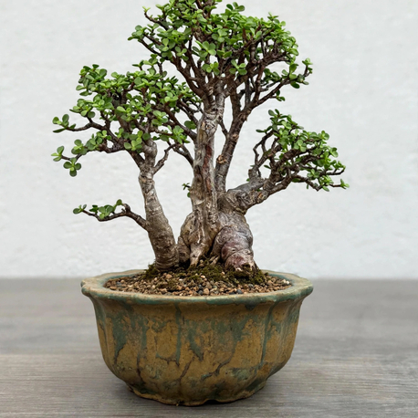 Stoneware Sırlı Seramik Bonsai Saksısı 18 cm