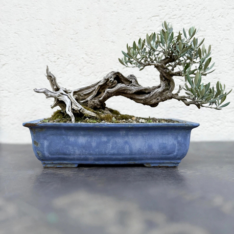 Stoneware Sırlı Seramik Bonsai Saksısı 40 cm