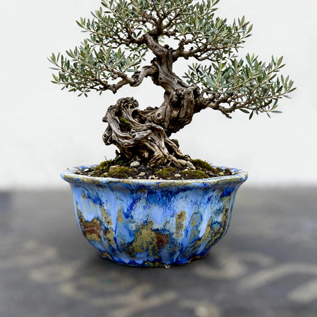 Stoneware Sırlı Seramik Bonsai Saksısı 18 cm