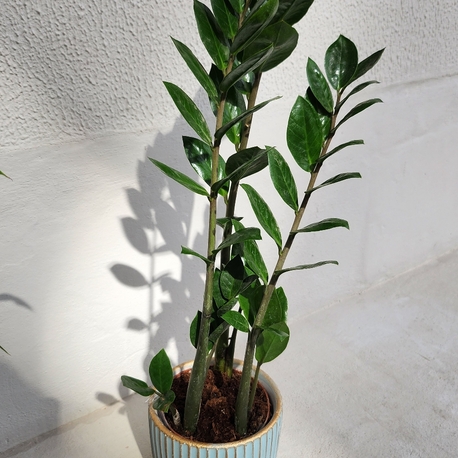 Zamia "Z" Bitkisi