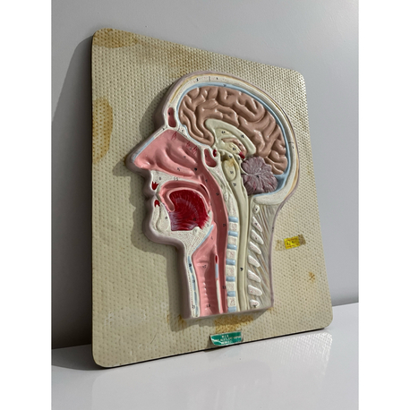 Vintage Anatomik Kafa Rölyefi