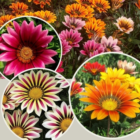 Gazania Çiçeği (SAKSIDA 1 FİDAN )