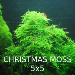 Christmas Moss 5x5