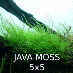 Java Moss 5x5